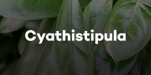 Cyathistipula