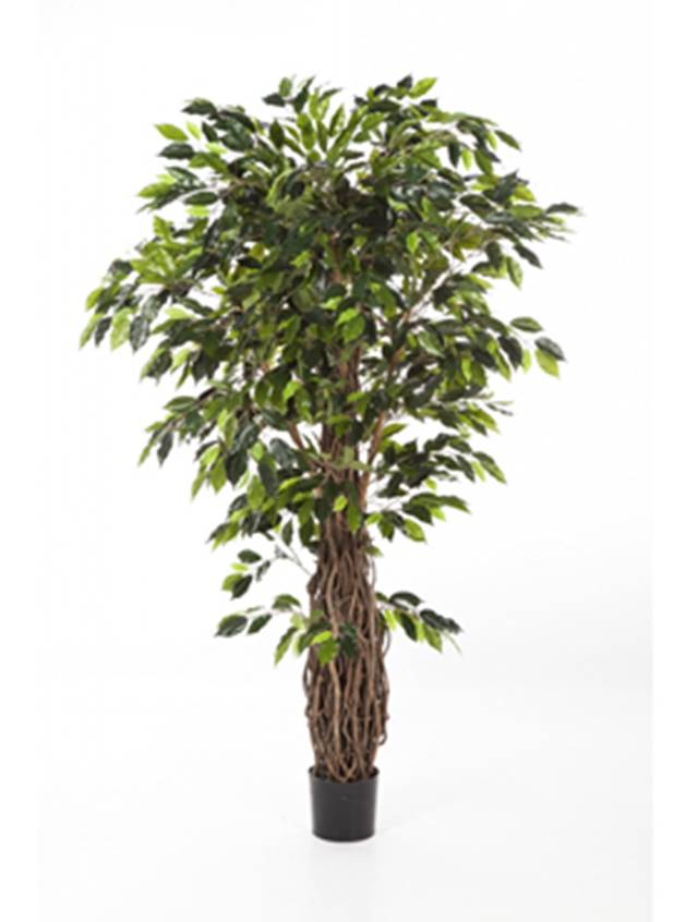 Ficus liana Image