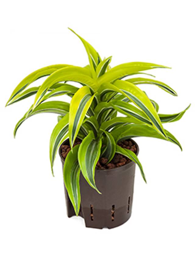 Dracaena fragrans 'Lemon Surprise' Image