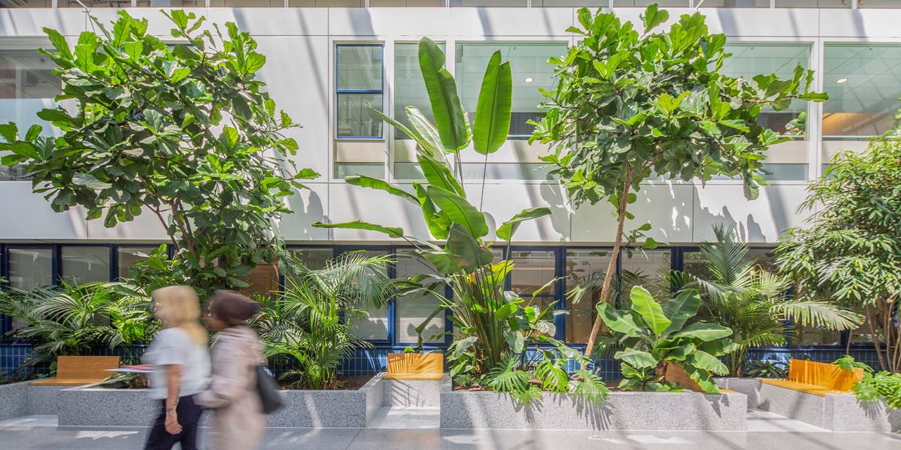 Dijklander Ziekenhuis, Purmerend - De diversiteit aan planten in dit ziekenhuis vraagt om een op maat gemaakt groenplan.