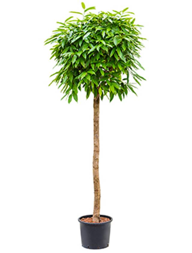 Ficus binnendijkii 'Amstel King' Image