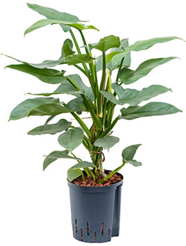 Philodendron hastatum ‘Silver Queen’ Image