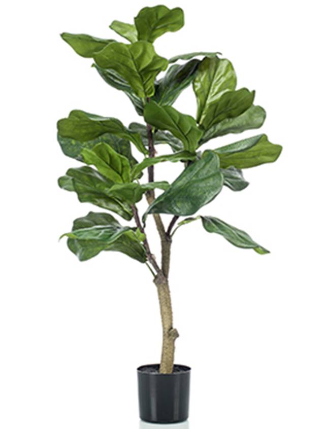 Ficus lyrata Image