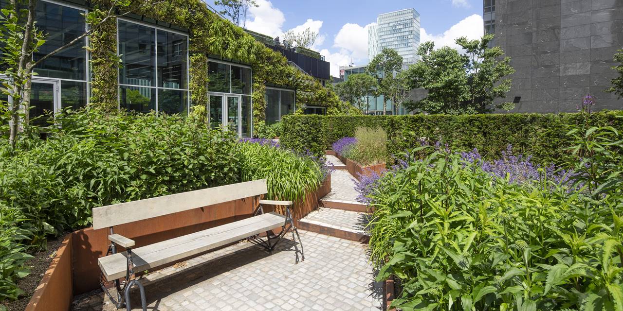 ABN AMRO/Circl, Amsterdam - Wij verrichten groenonderhoud voor deze daktuin midden in op de Zuid-As, die we ook hebben aangelegd!