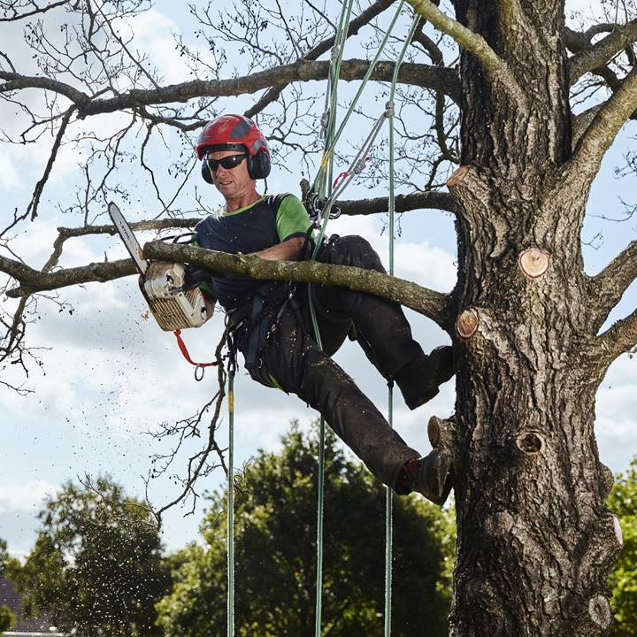 Boomverzorger bezig met de verzorging van een boom