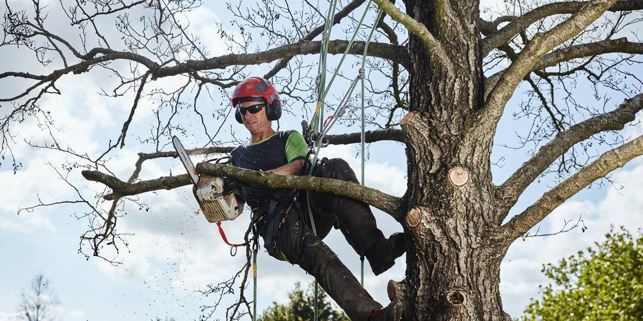 Boomverzorging - Wij zijn specialist in boomverzorging en helpen je op de vakgebieden: boomadvies, boomverzorging en boomziekten.