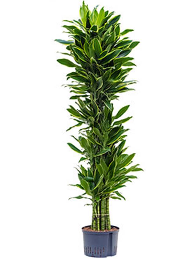 Dracaena fragrans 'Golden coast' Image