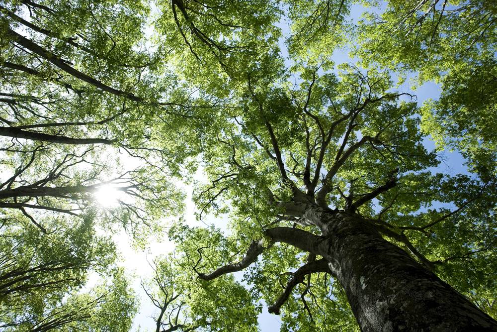 groene bomen die ecosystemen van de natuur in stand houden
