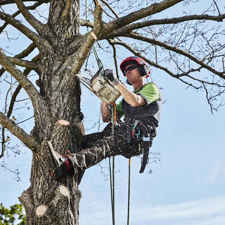 European Tree Worker snoeit een boom