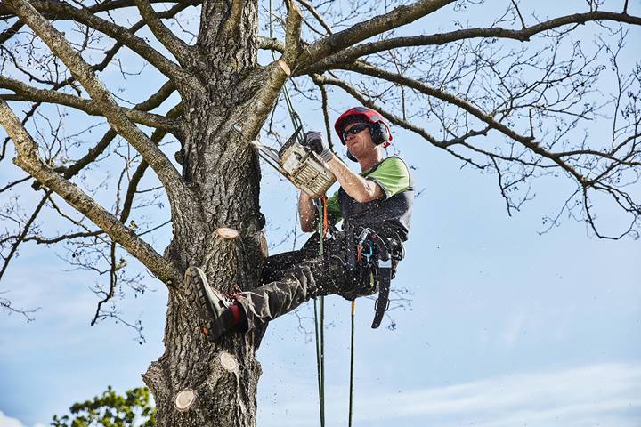 European Tree Worker snoeit een boom