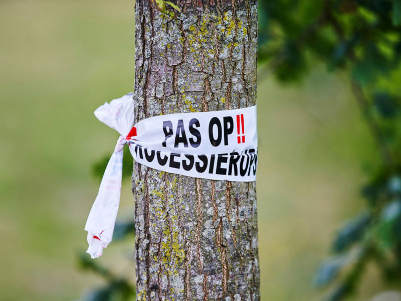 Eikenprocessierups (6)