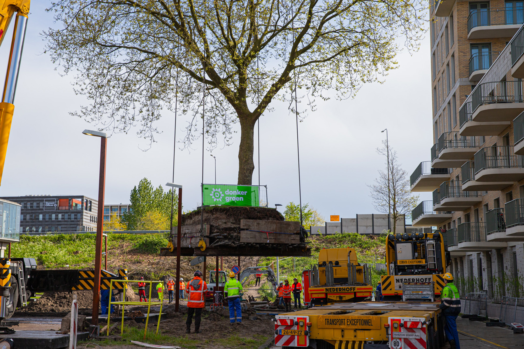 medewerker van donker groen bereid boom voor op verplanting