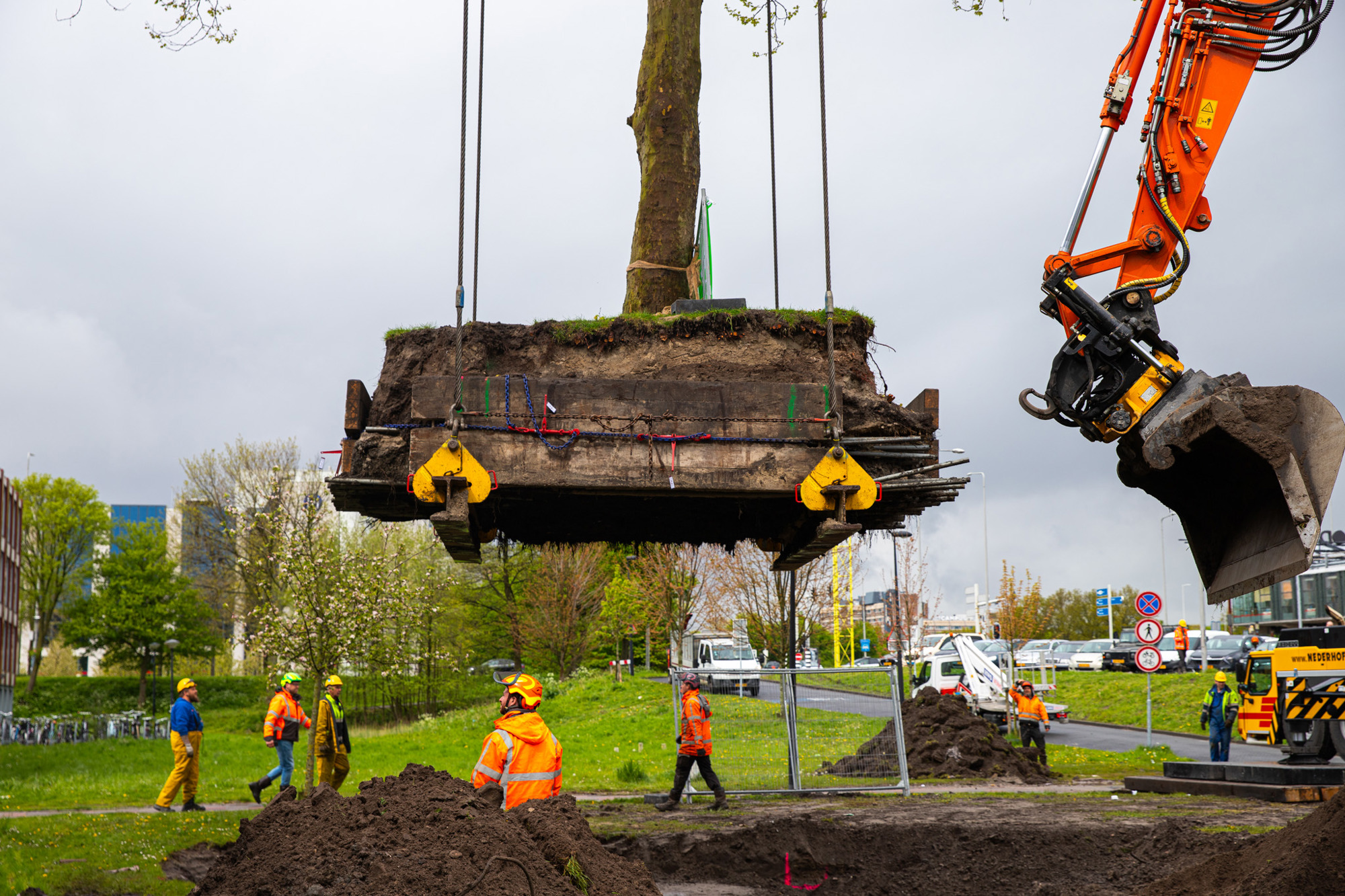 boomverplanting machine rijdt met boom over snelweg in utrecht