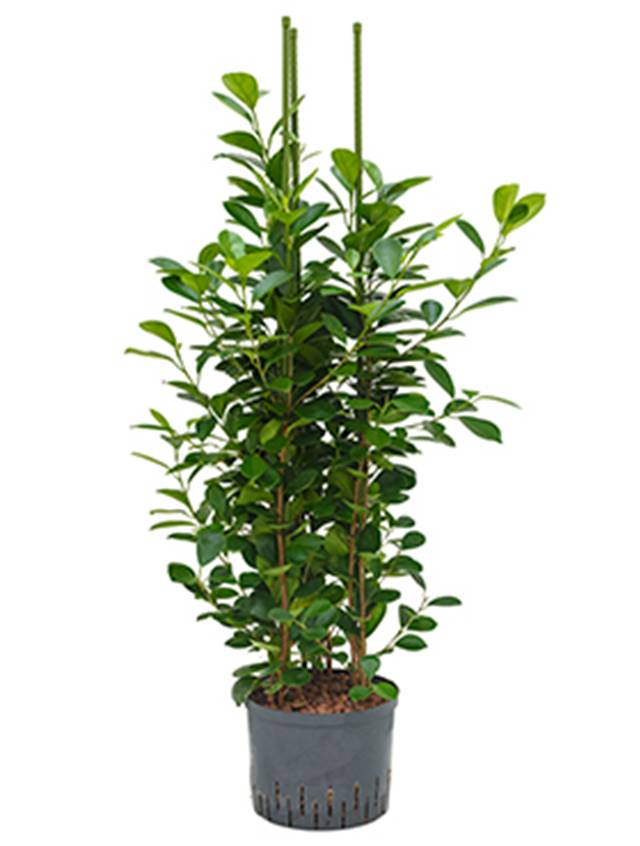 Ficus microcarpa 'Moclame' Image