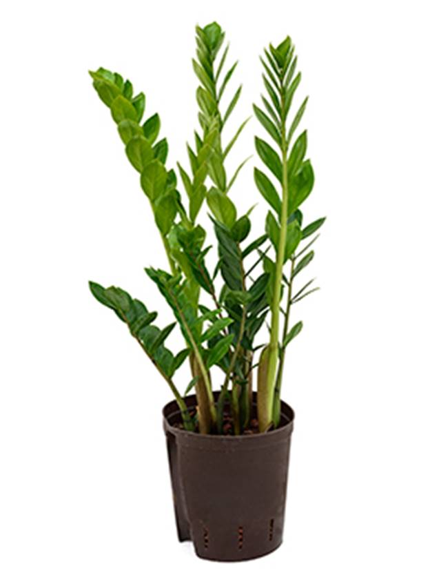 Zamioculcas zamiifolia Image
