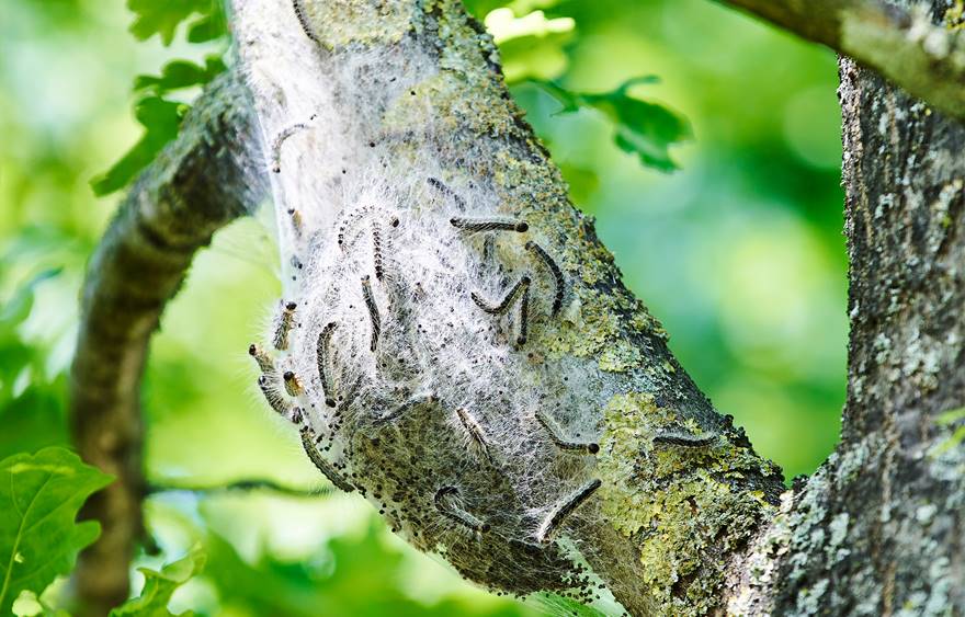 Verwijdering van eikenprocessierups nest door een expert