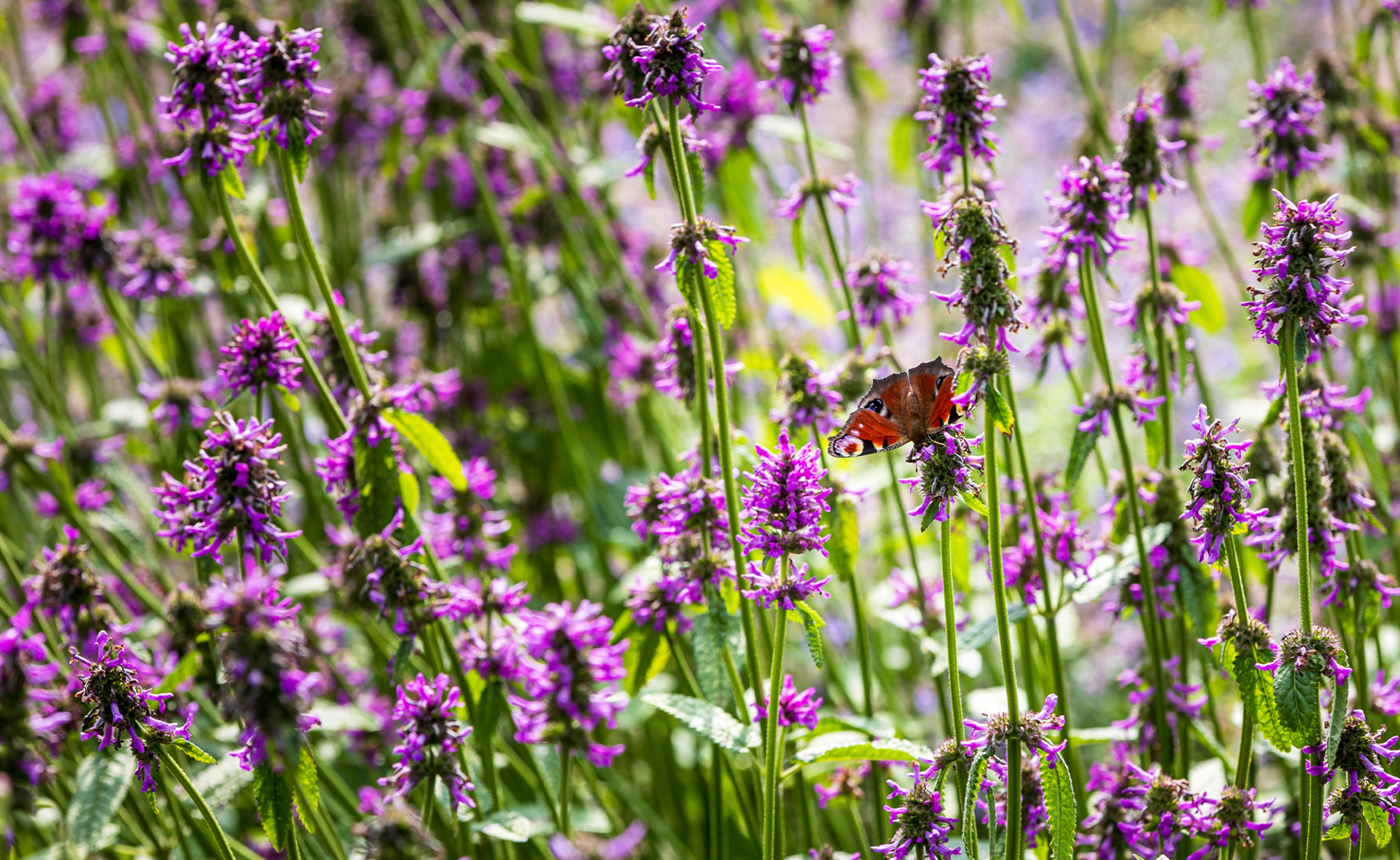 Kaasteelpark Coevorden Aug 2024 (32)