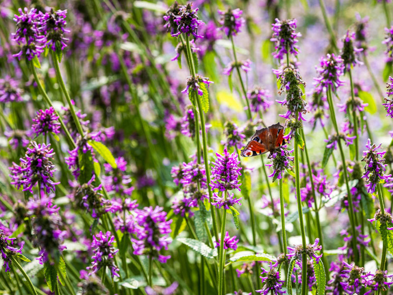 Kaasteelpark Coevorden Aug 2024 (32)
