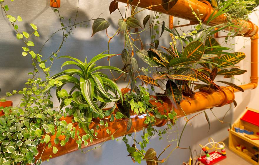 Project Accare - Planten verminderen stress en verhogen productiviteit