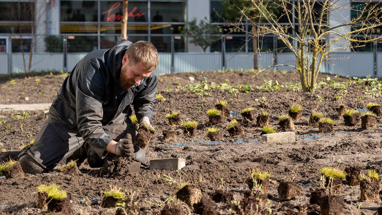 Project Clausplein - Er is gekozen voor beplanting die weinig onderhoud nodig heeft en zorgt voor een grotere biodiversiteit in het gebied