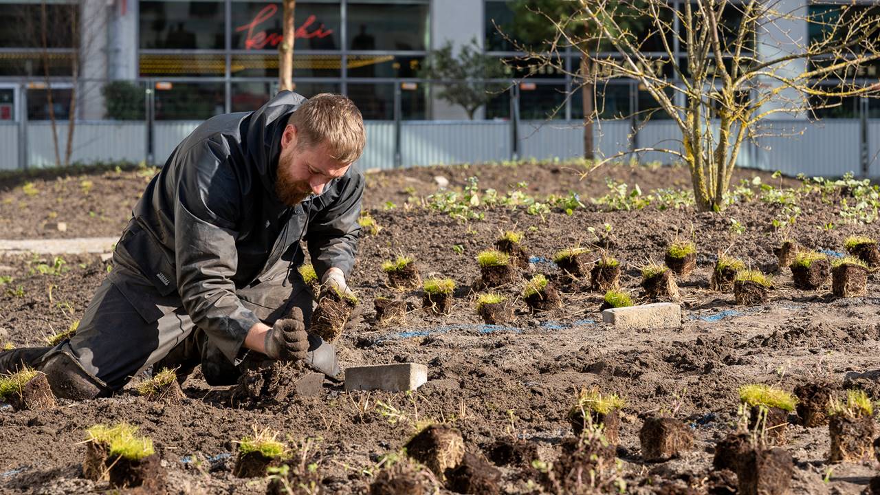 Project Clausplein - Er is gekozen voor beplanting die weinig onderhoud nodig heeft en zorgt voor een grotere biodiversiteit in het gebied