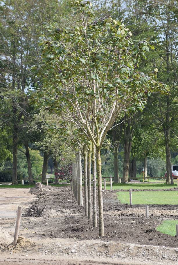 Donker Groep aan de slag met vaste planten, heesters en bomen op het Floriadeterrein