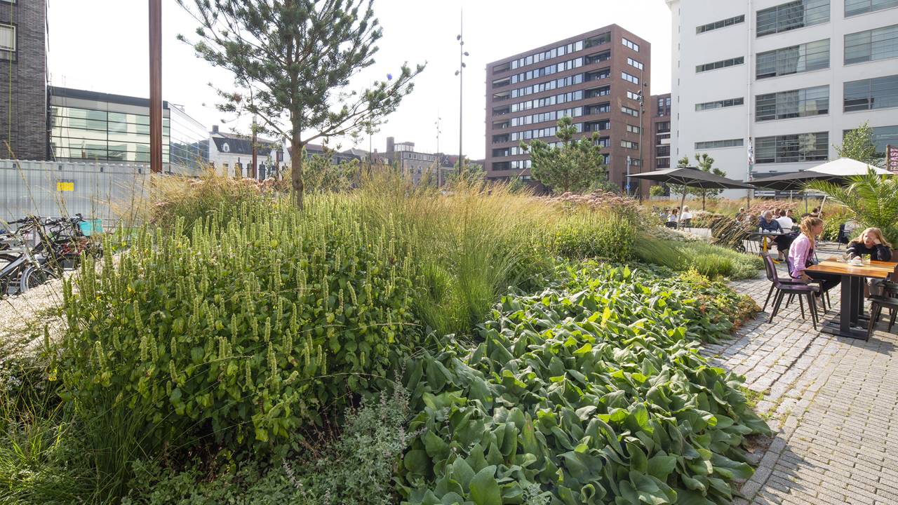 Project Clausplein - Een klimaatbestendig stadspark waar het fijn verblijven is