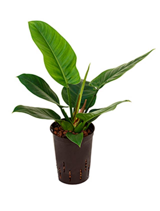 Philodendron 'Imperial Green' Image