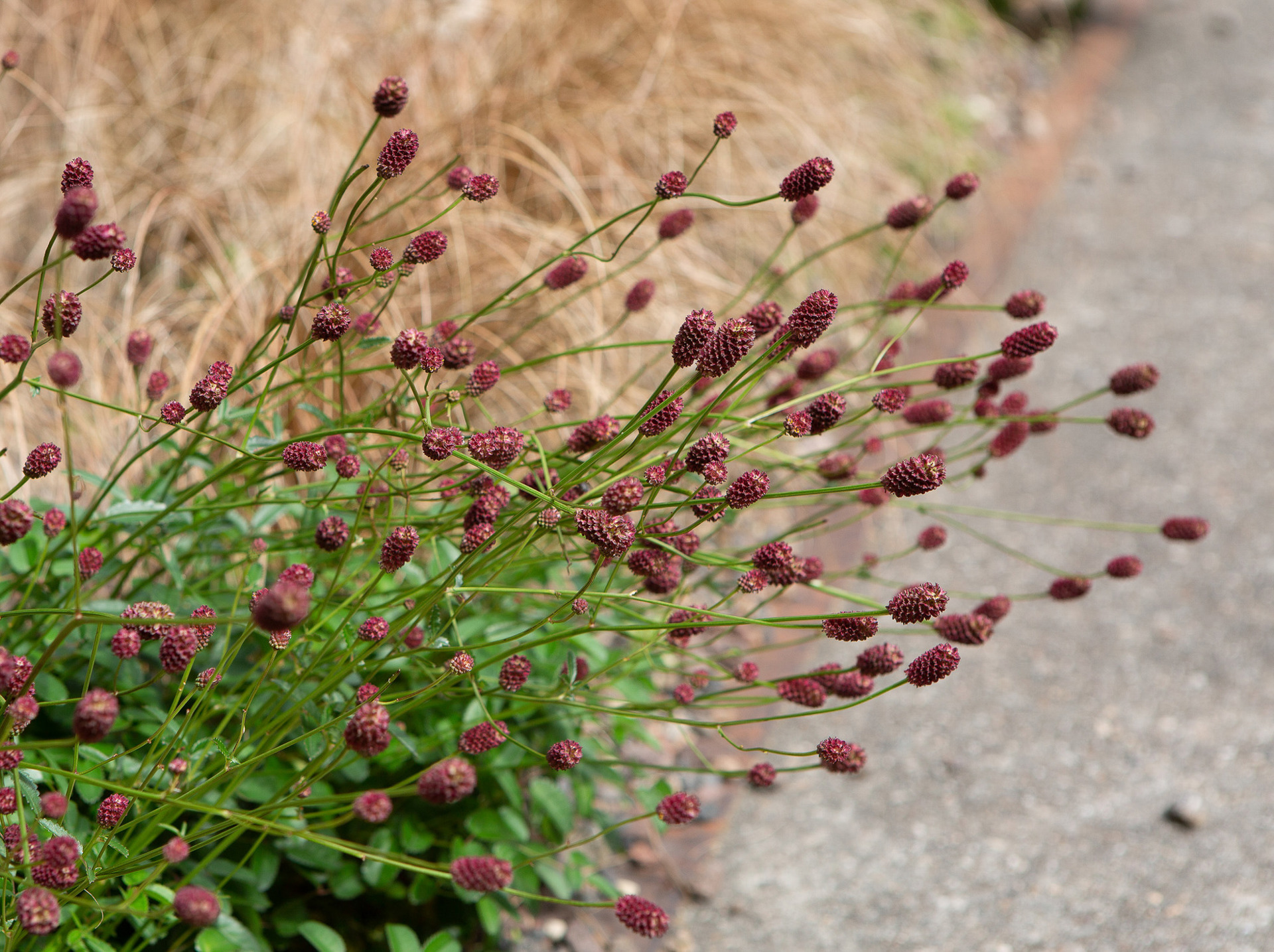 Pontkade Amsterdam (24)