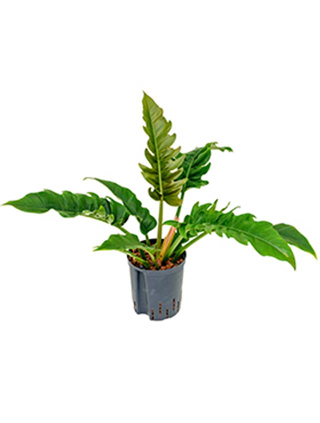 Philodendron 'Narrow' Image