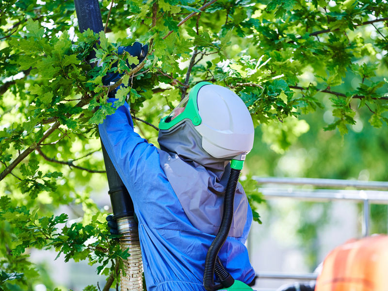 Eikenprocessierups (13)