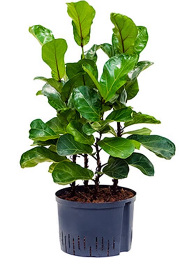 Ficus lyrata 'Bambino' Image