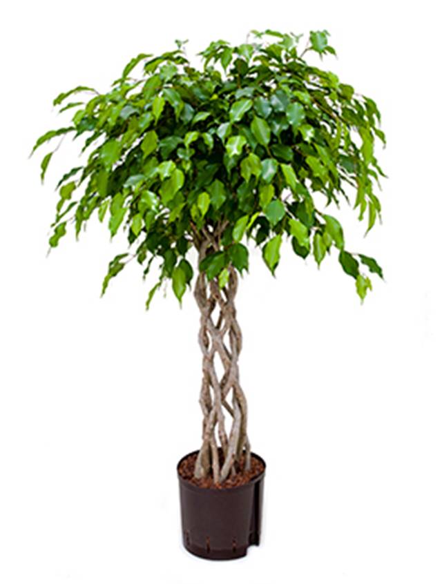 Ficus benjamina 'Exotica' Image