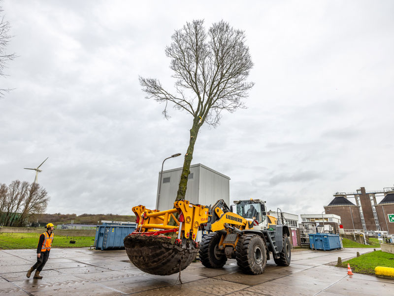 Boomverplanting Haarlem 01