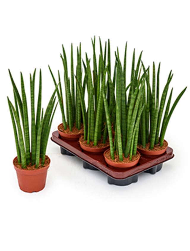 Sansevieria cylindrica 'Spikes' 6/tray Image