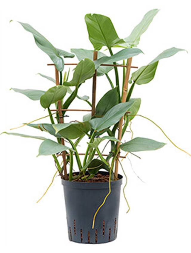 Philodendron ‘Silver Queen’ Image