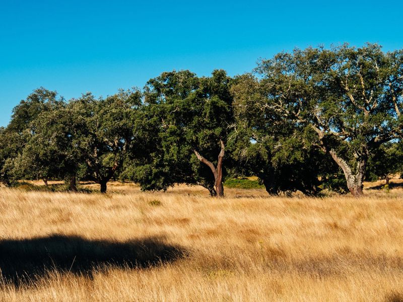 Corkeen Play Kurkvloer (2)