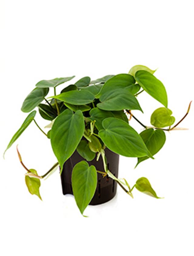 Philodendron scandens Image