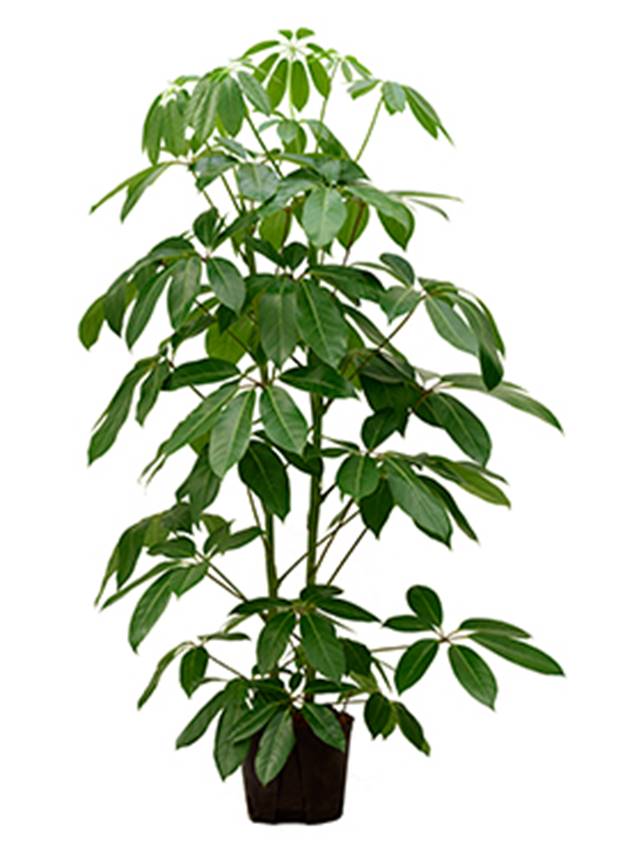 Schefflera actinophylla 'Amate' Image