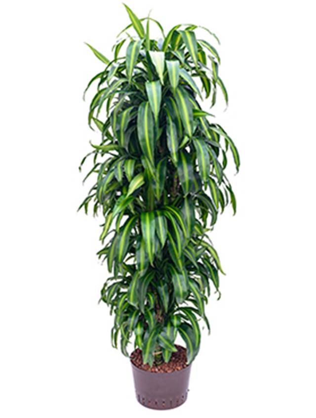 Dracaena fragrans 'Hawaiian Sunshine' Image