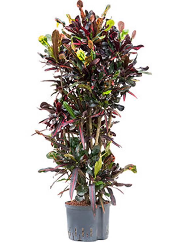 Croton (codiaeum) variegatum 'Mammi' Image