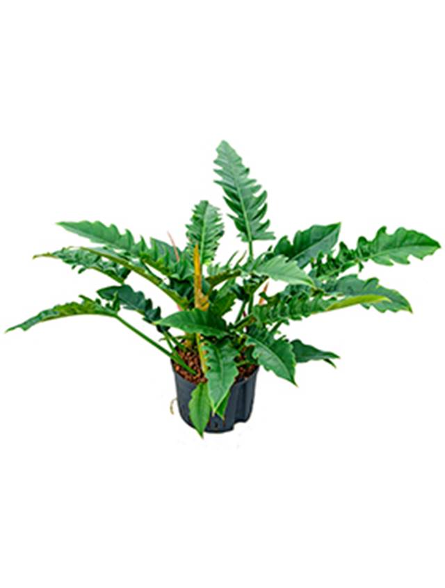 Philodendron 'Narrow' Image