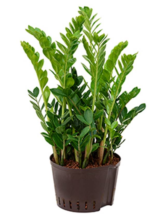 Zamioculcas zamiifolia Image
