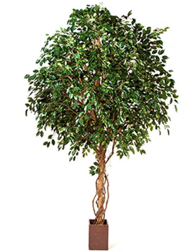 Ficus exotica Image