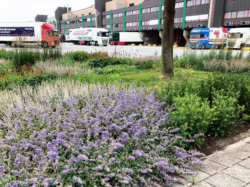 Royal Floraholland Aanleg (8)