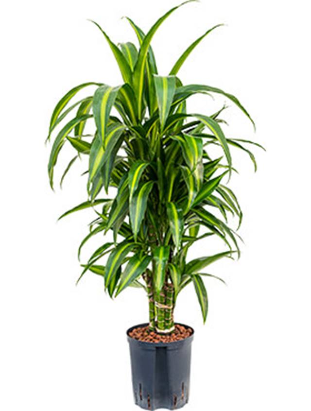 Dracaena fragrans 'Hawaiian Sunshine' Image