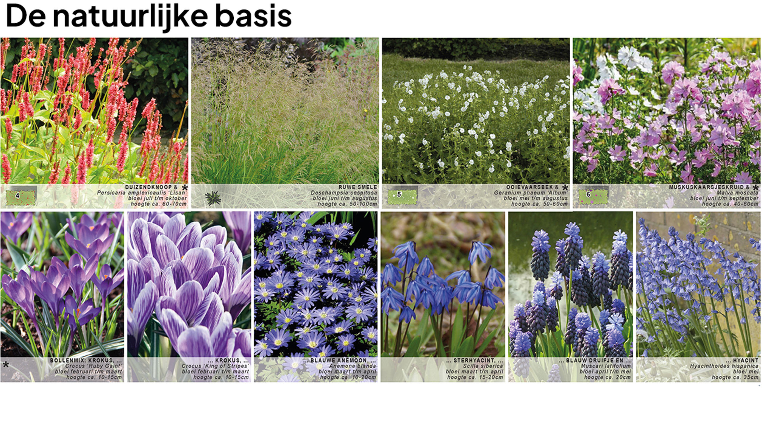 Donker Design Beplantingsplpan 03 Alt