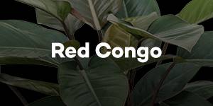 Red Congo