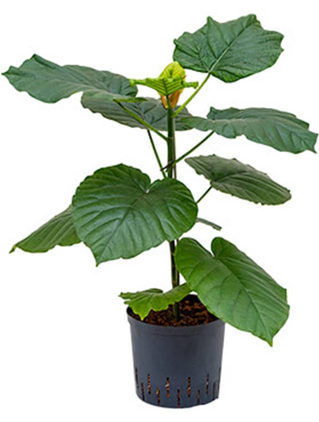 Ficus umbellata Image