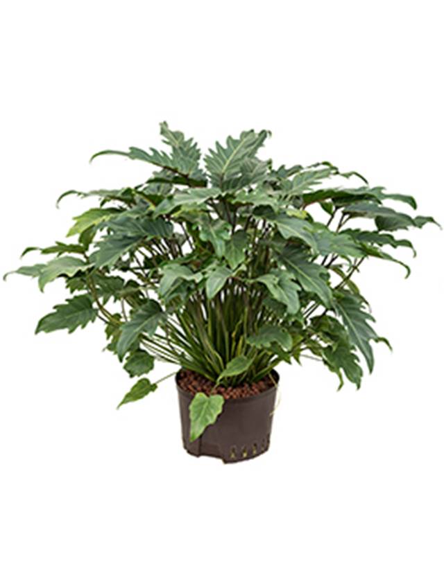 Philodendron 'Xanadu' Image